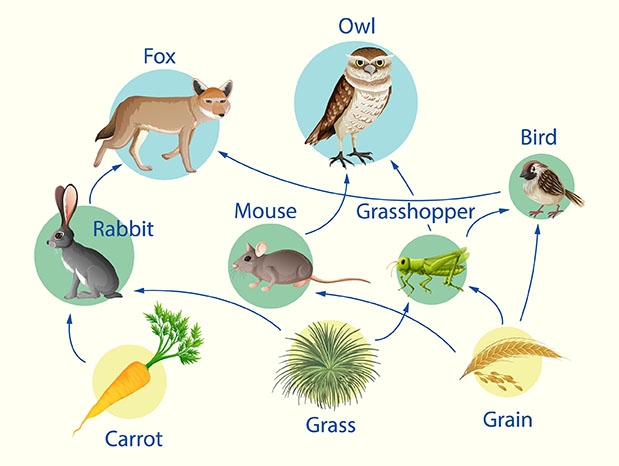 food web