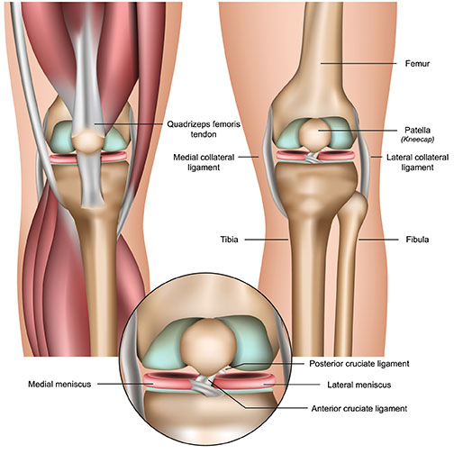 tibia