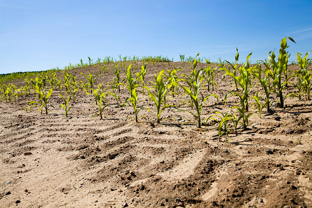 sandy soil