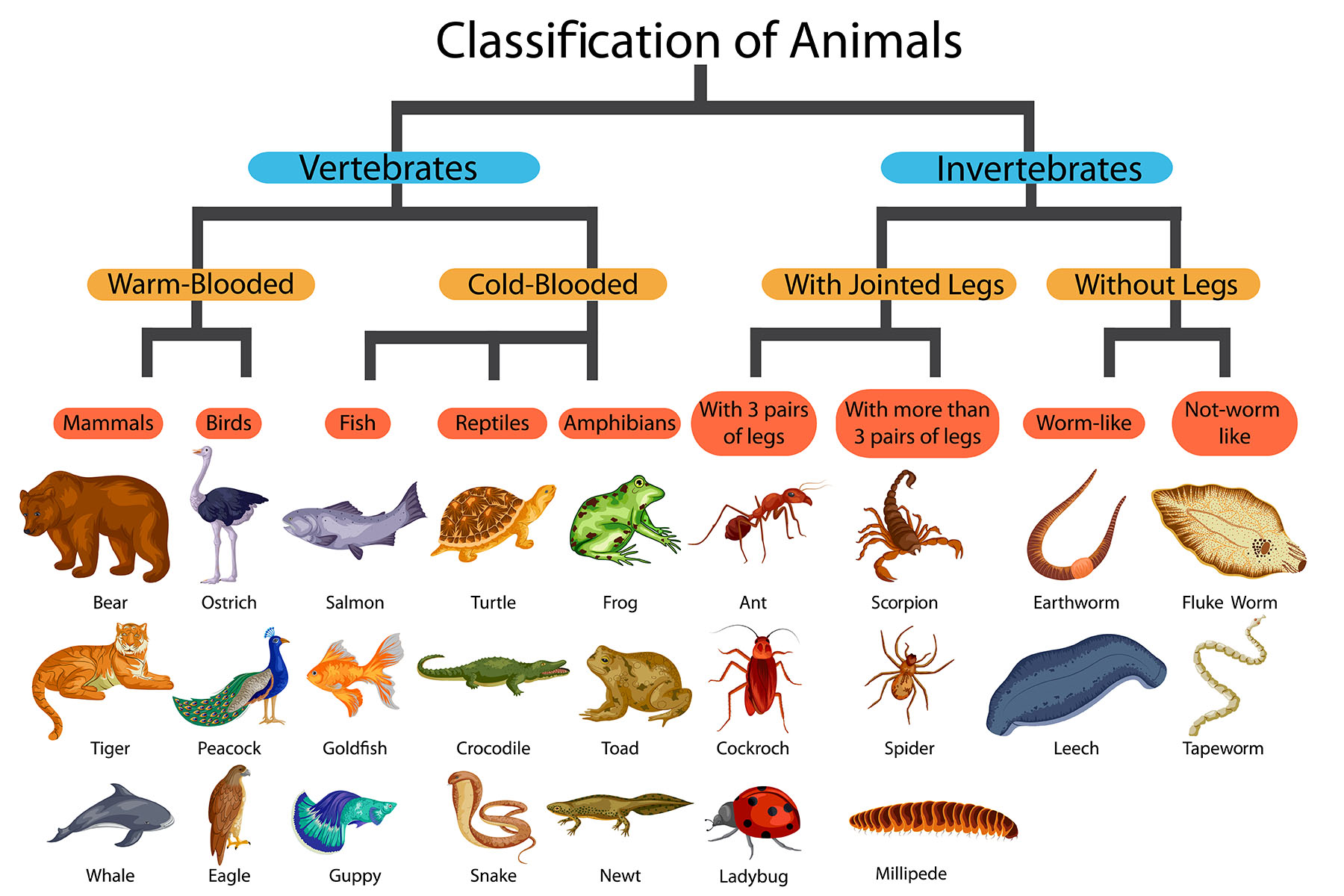 invertebrate