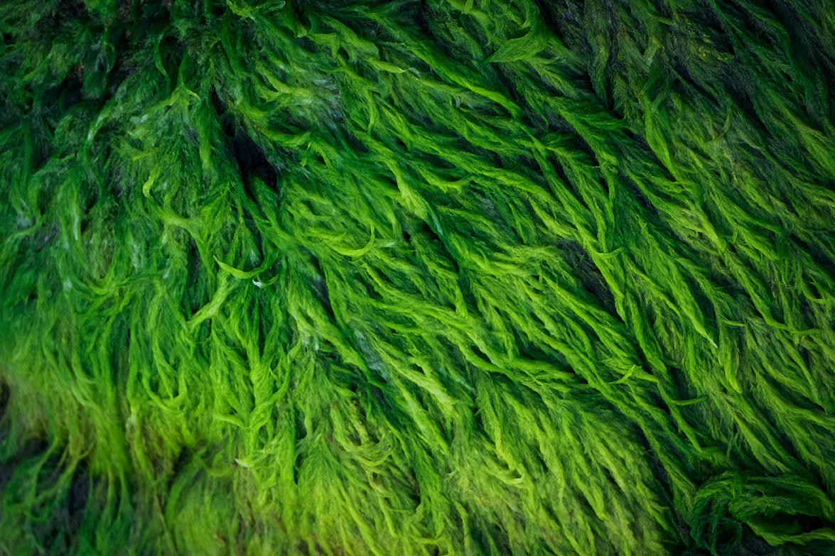 algae