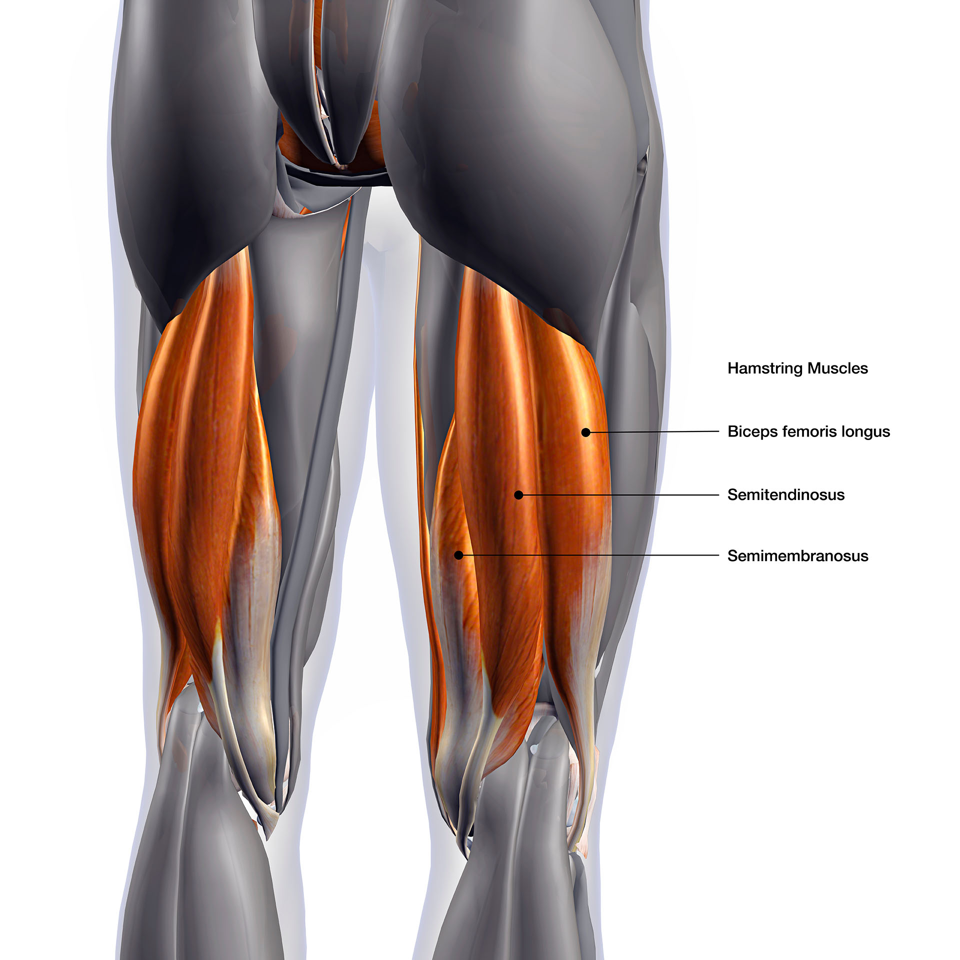 hamstring