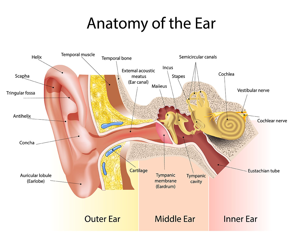 eardrum