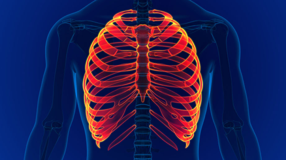 rib cage