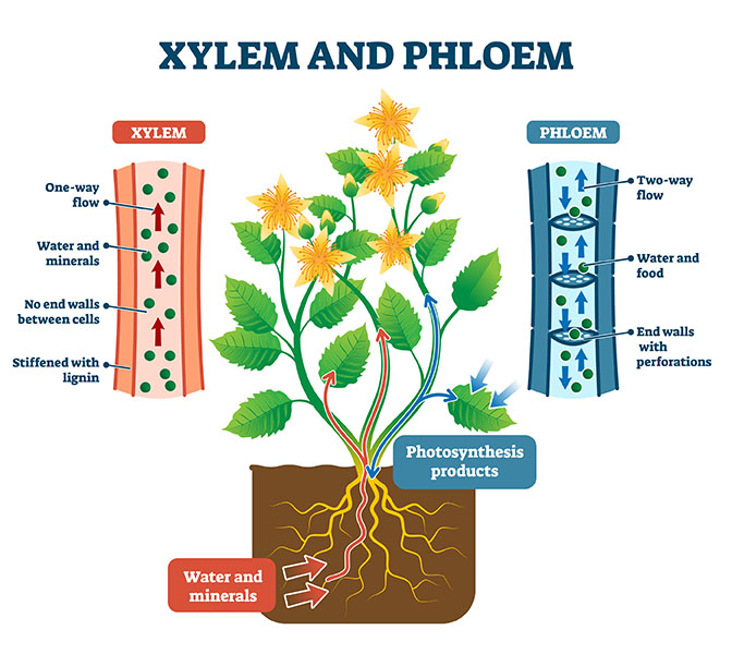 phloem