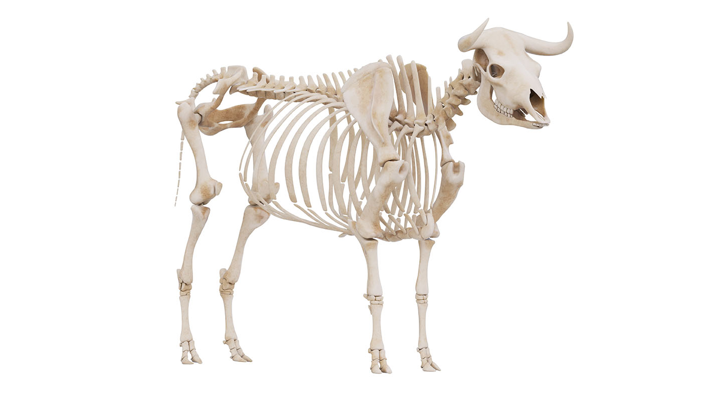 skeletal