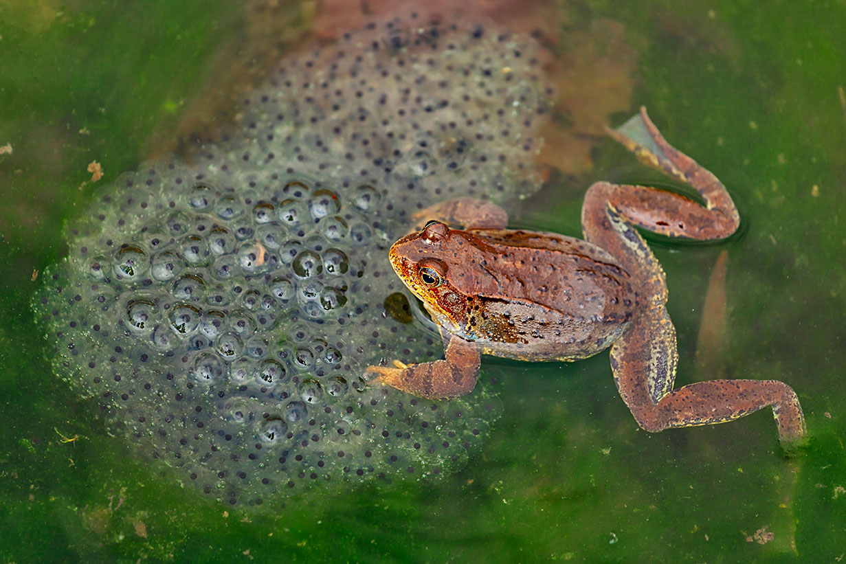 frogspawn