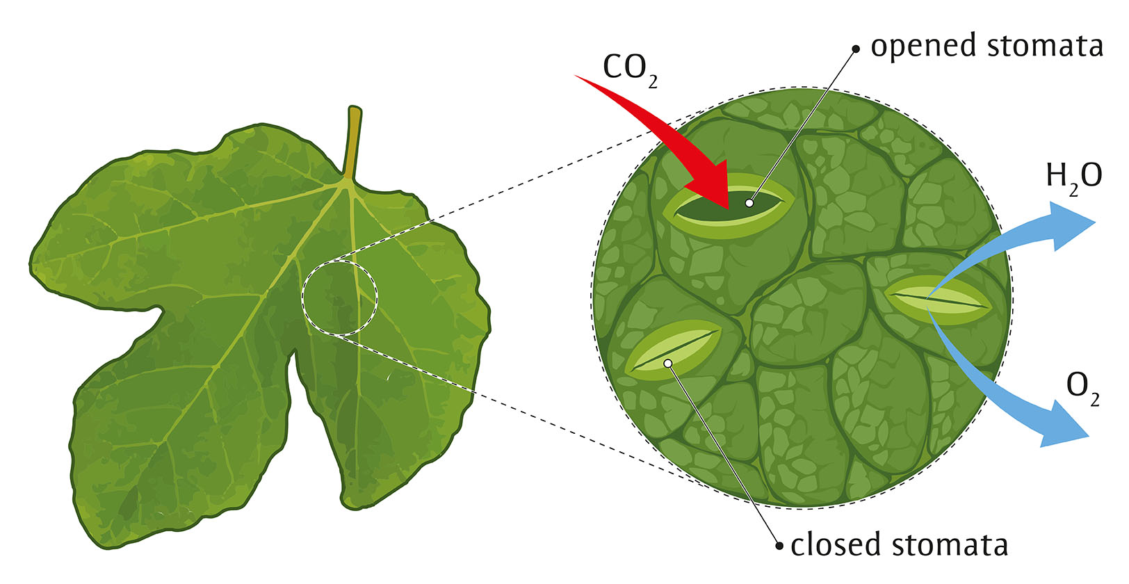 stomata