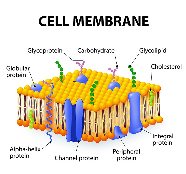 membrane