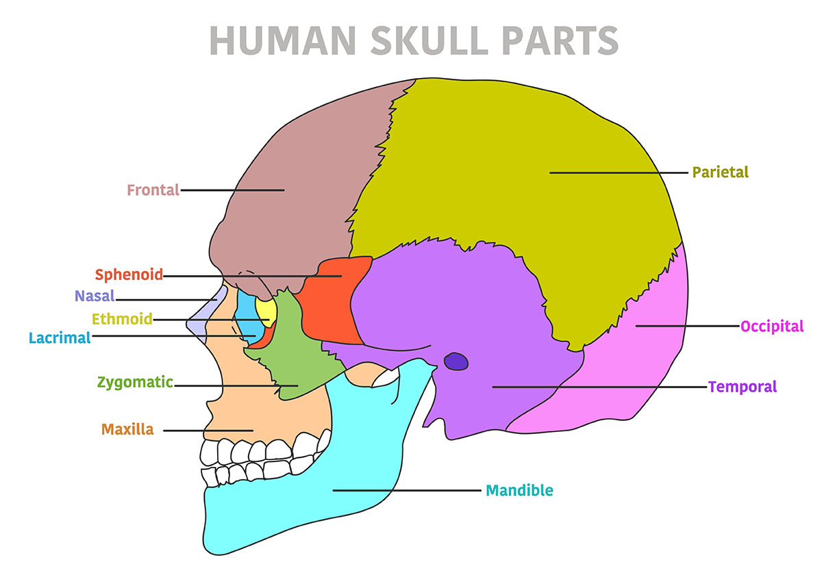 cranium