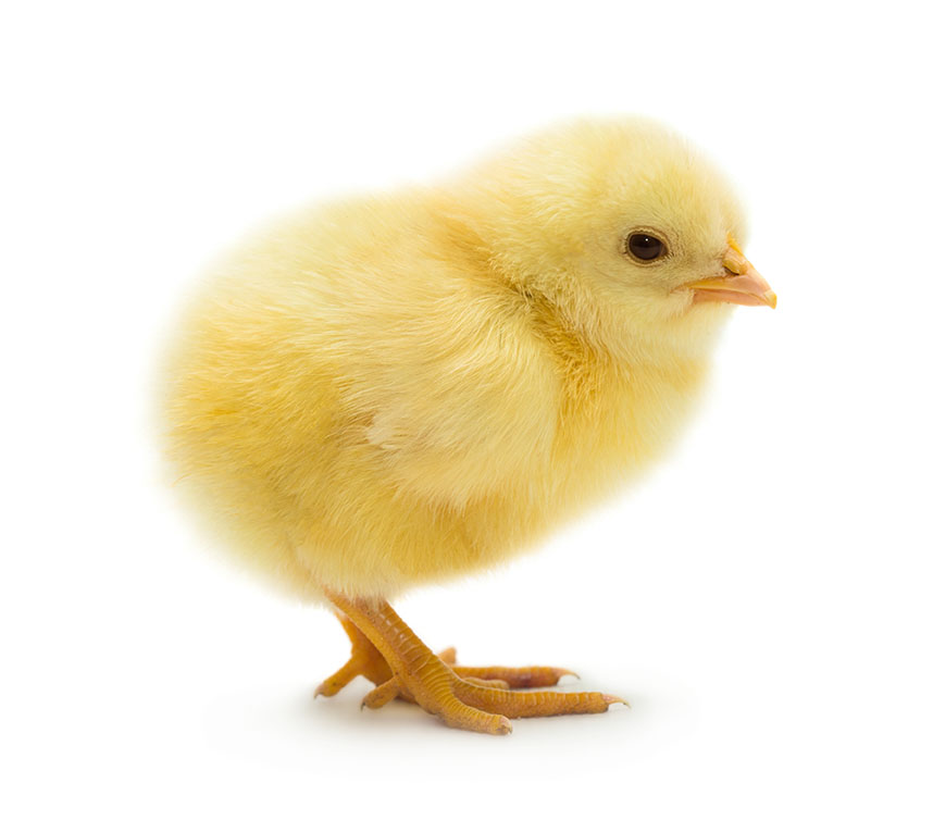 chick