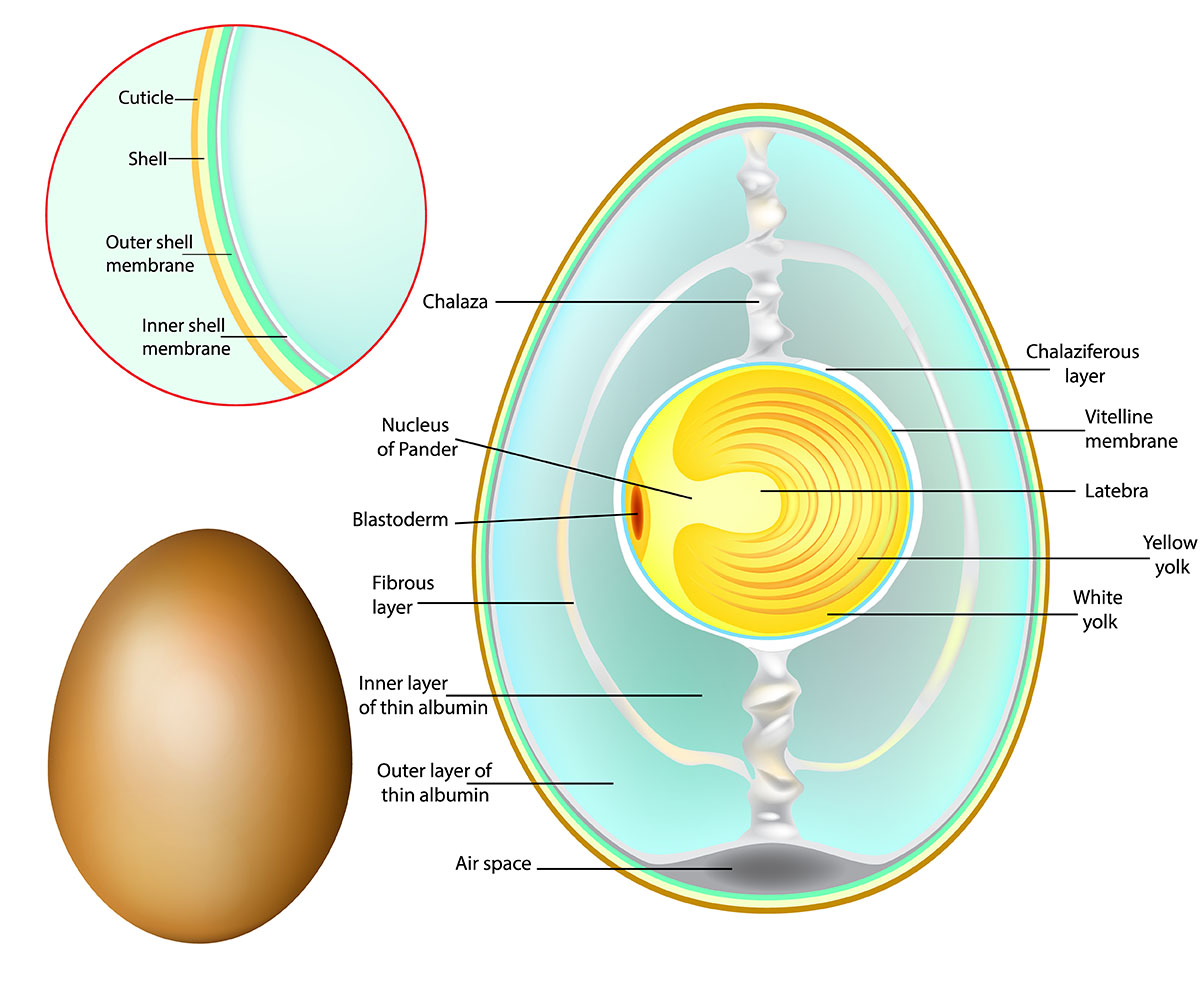 egg