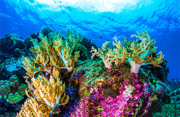 coral reef