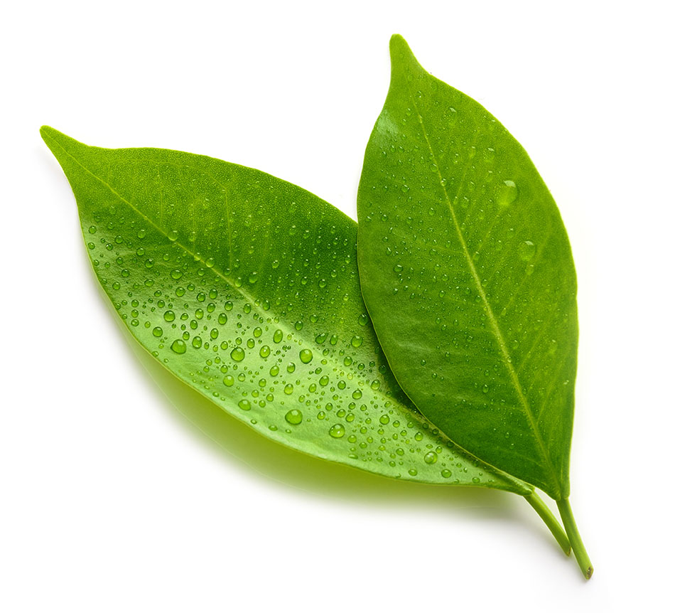 leaf