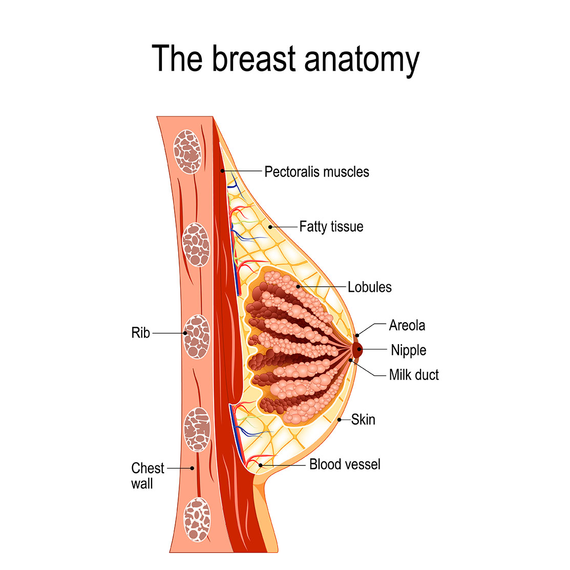 mammary gland