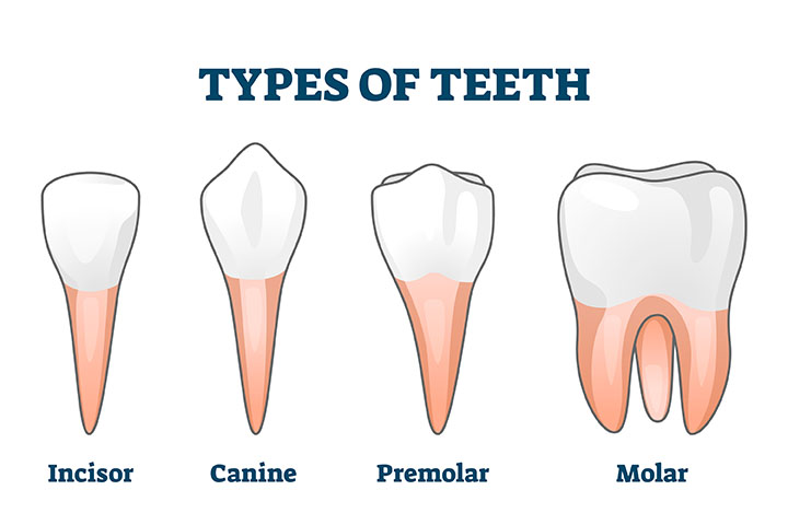 molar