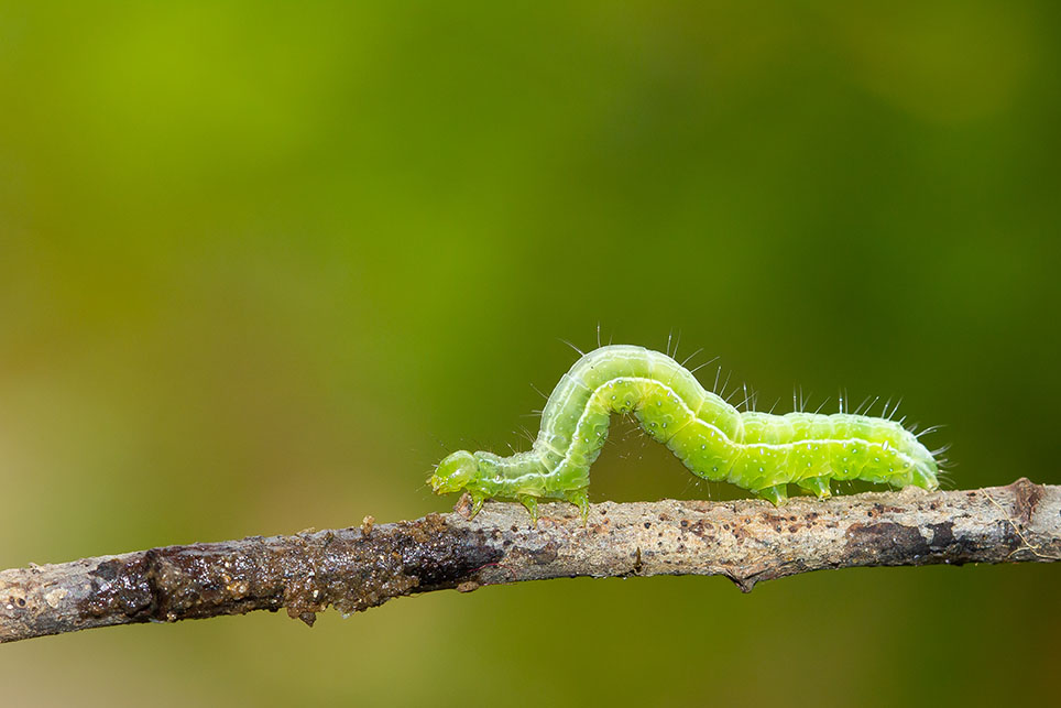 caterpillar