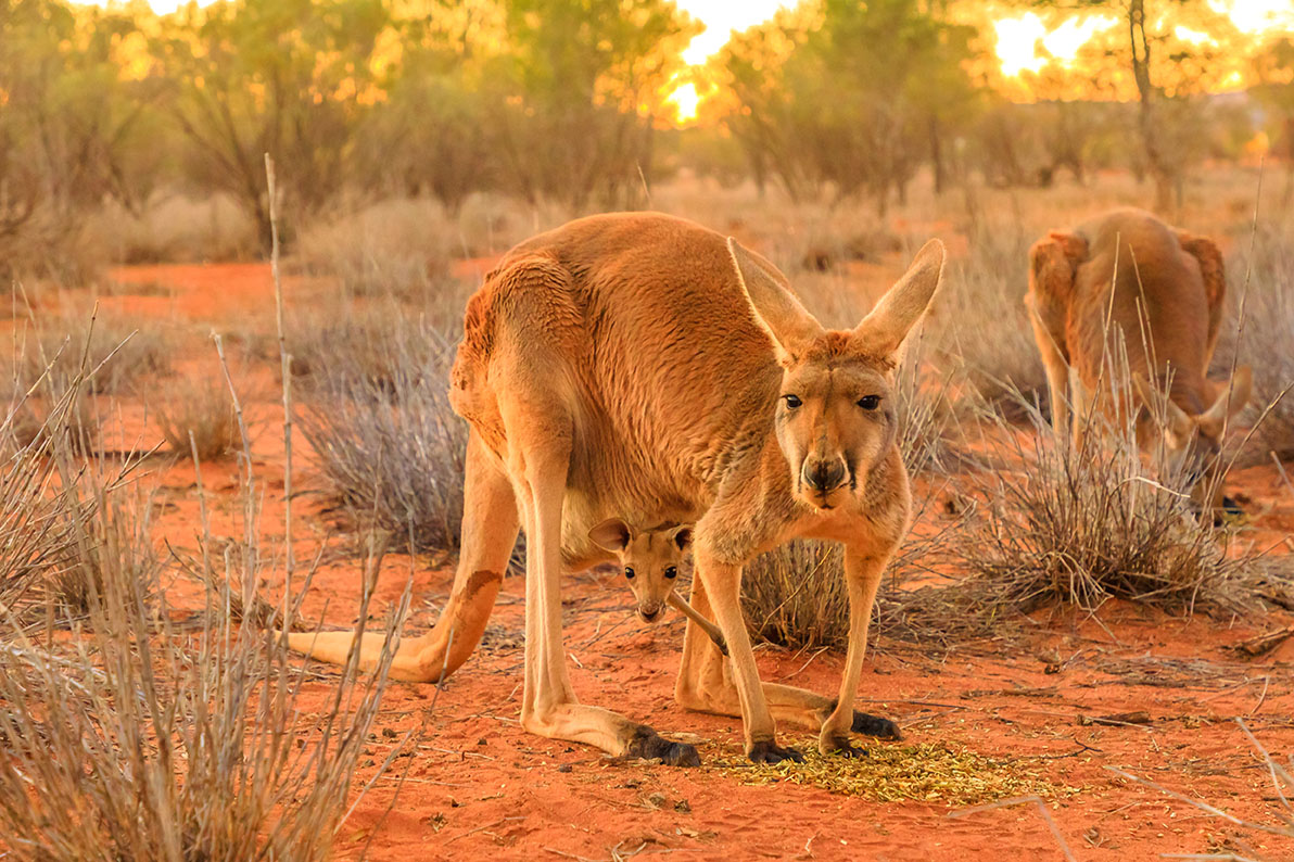 marsupial