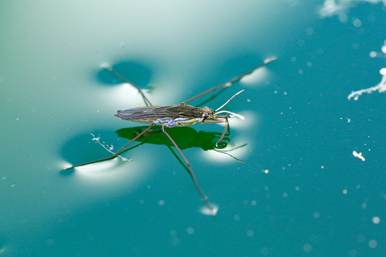 surface tension