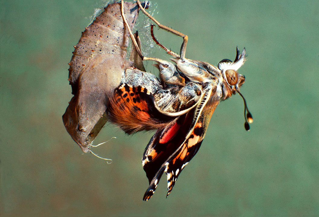 chrysalis