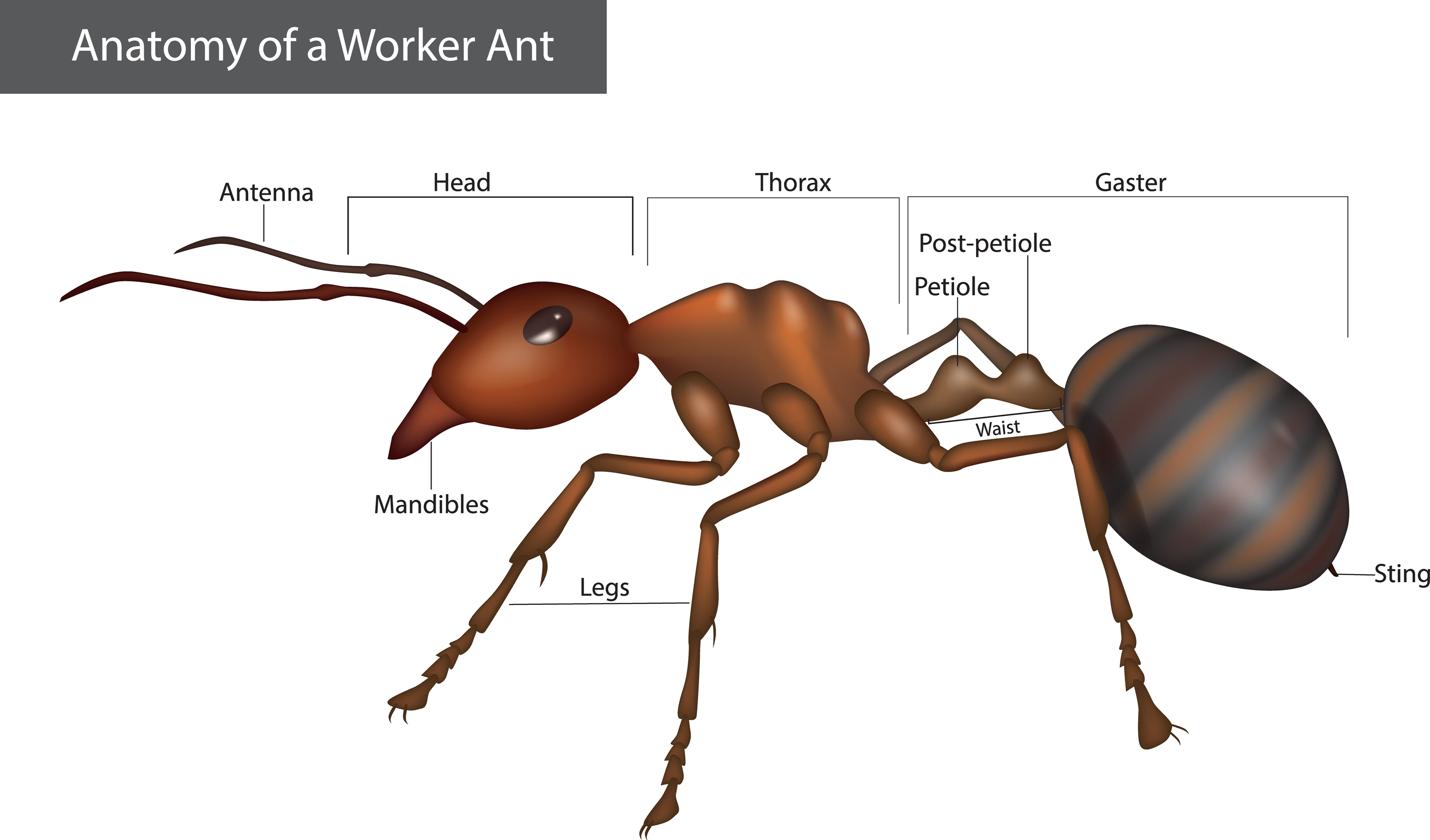 ant