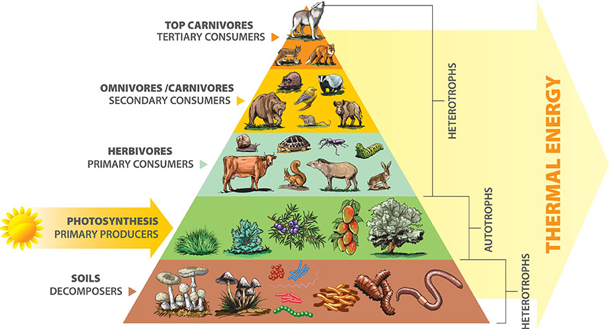 omnivore