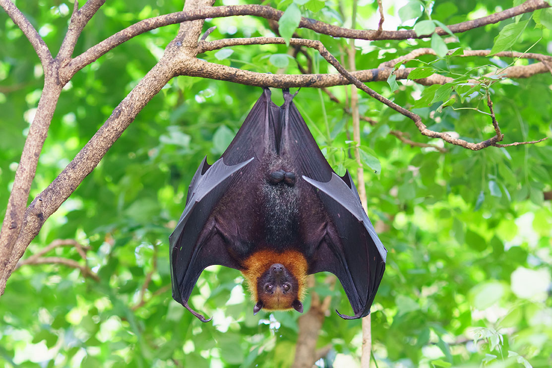 bat