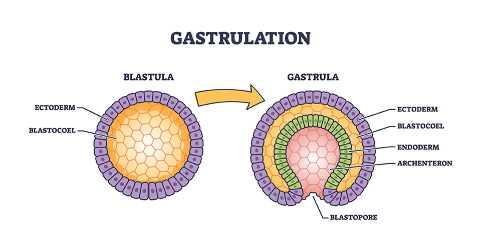 gastrulation