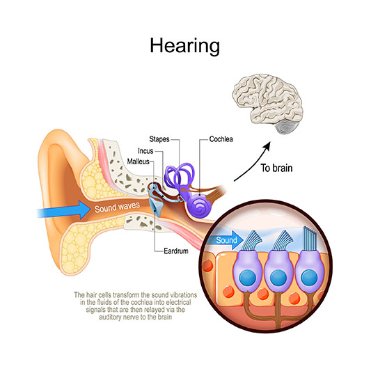 eardrum