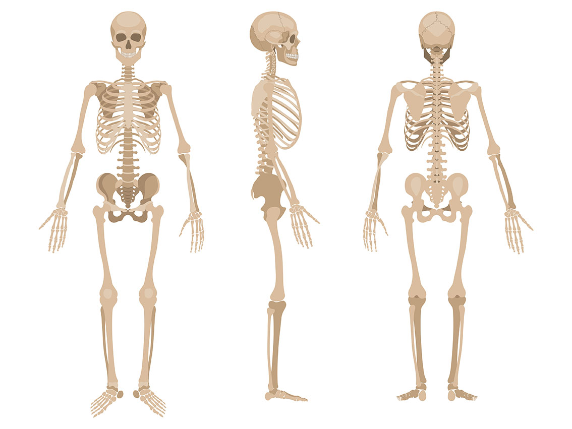 skeletal