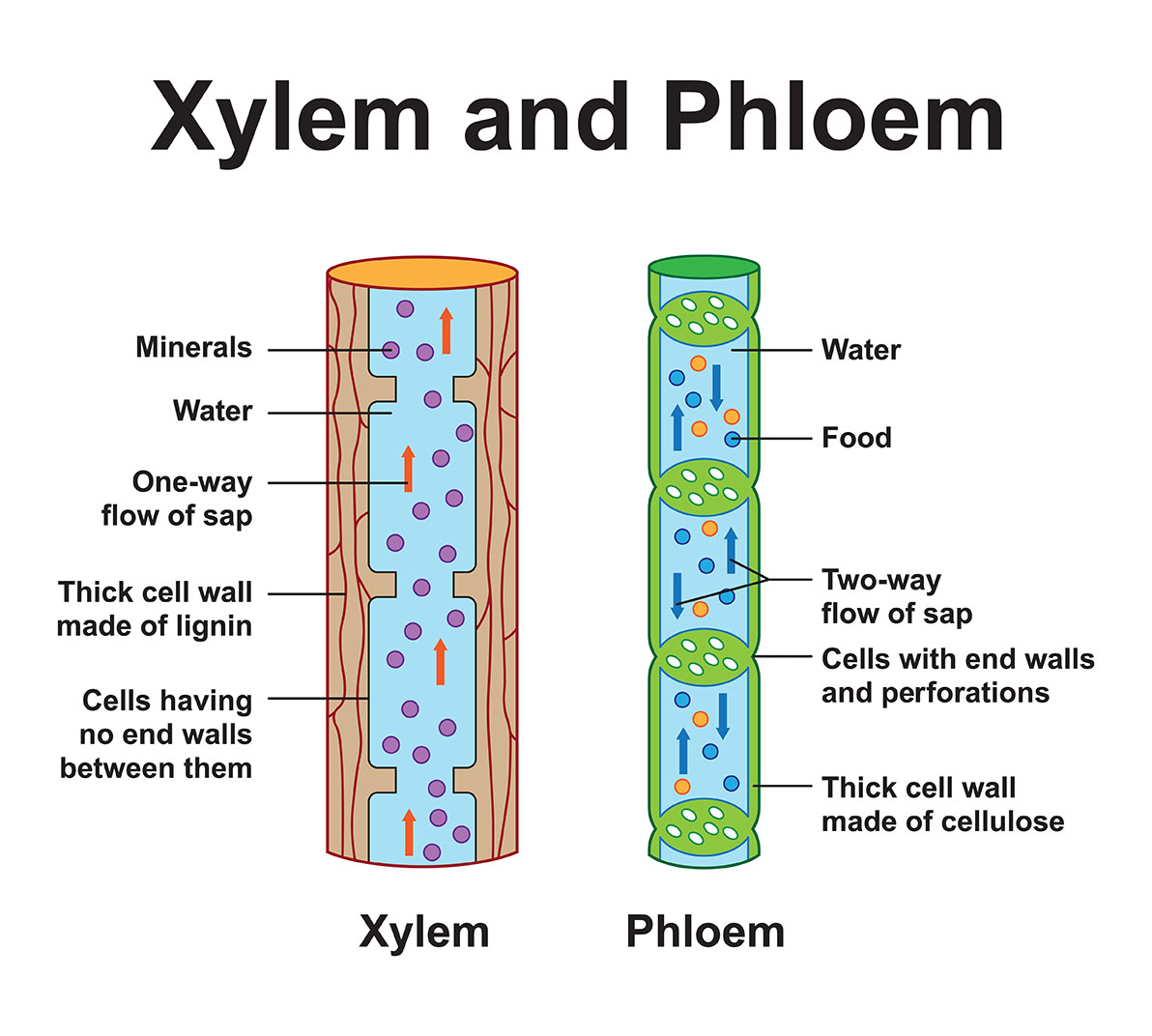 xylem