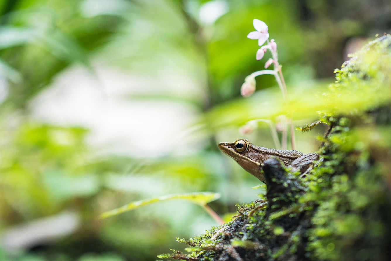 microhabitat