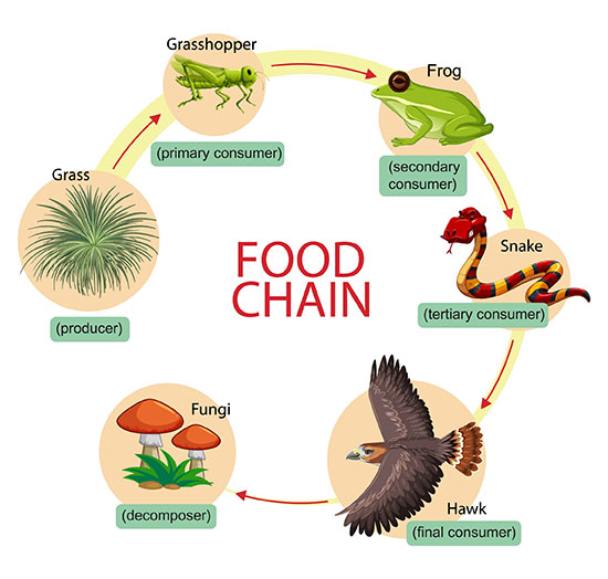 food chain