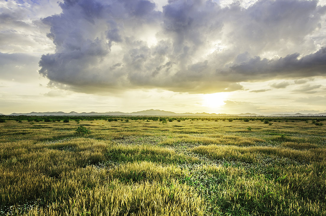 grassland