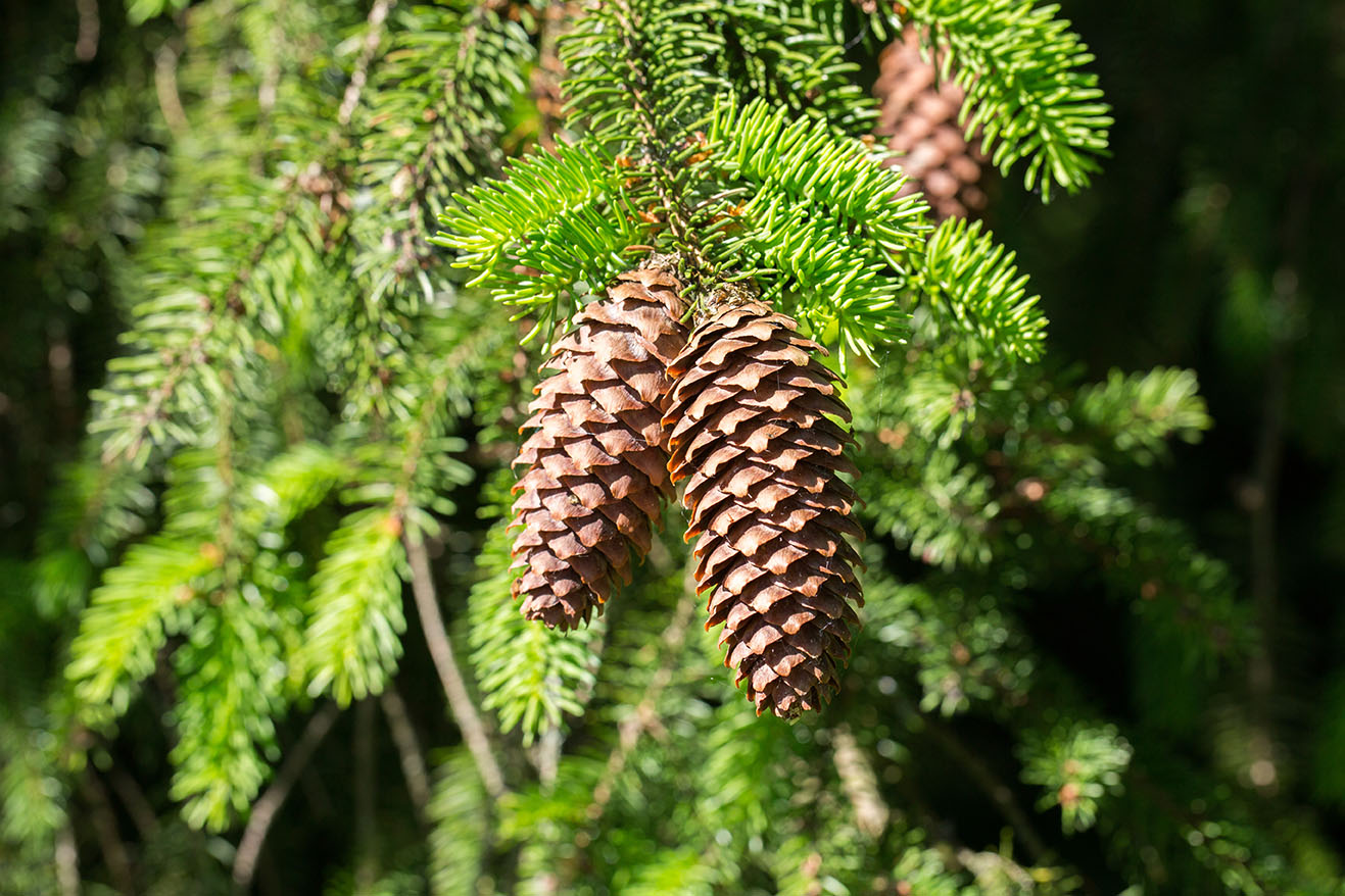 conifer