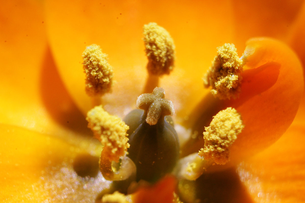 pollen