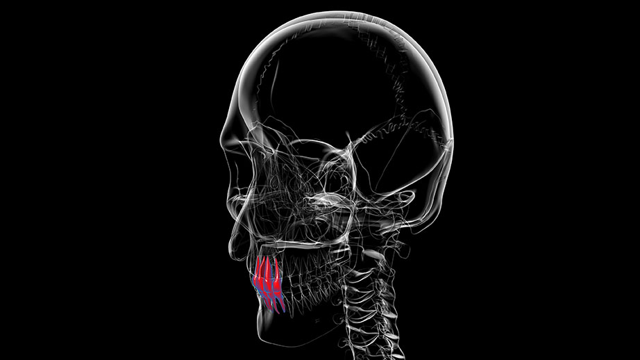 incisor