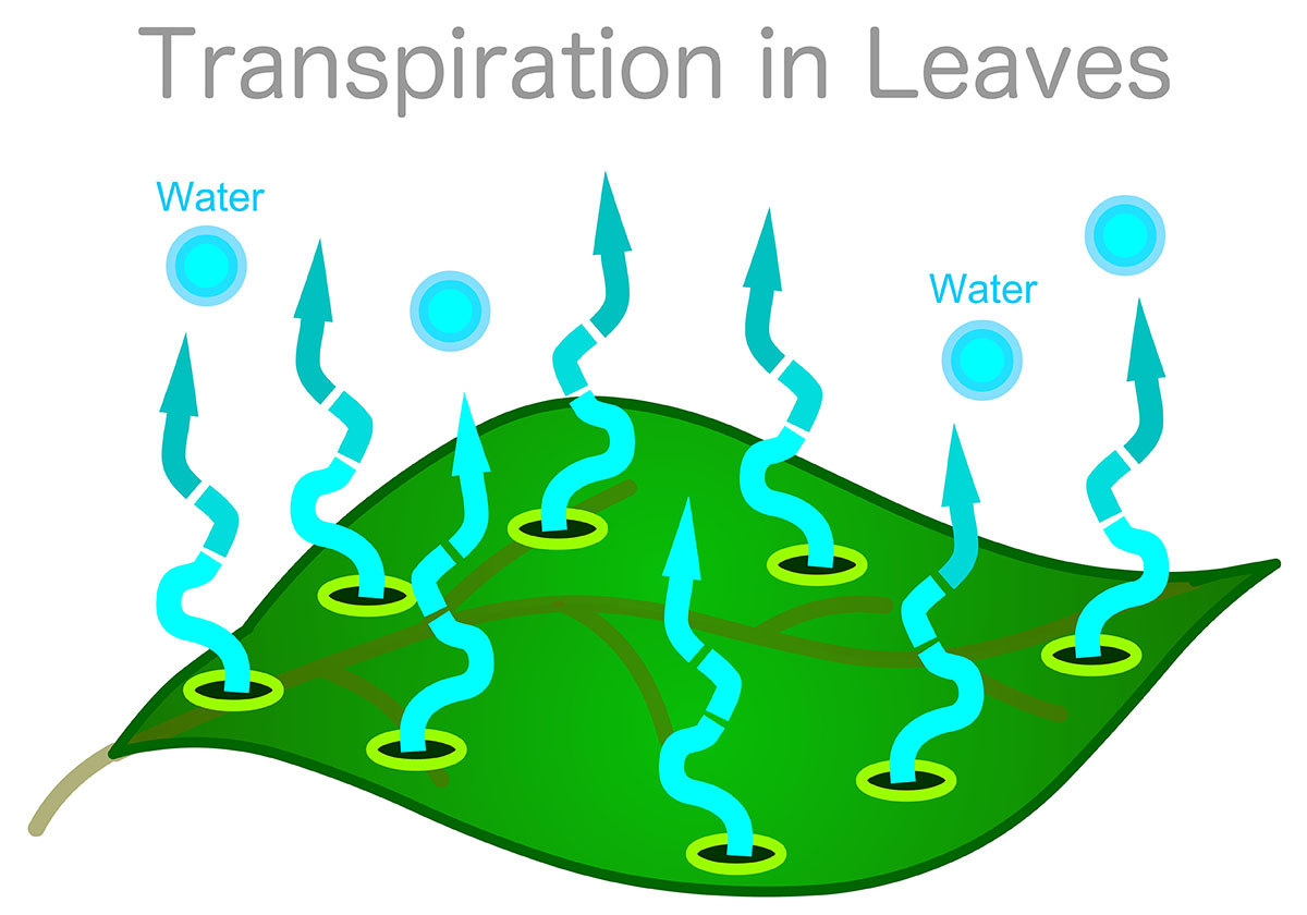 transpiration