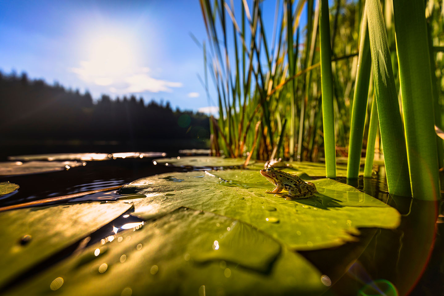 pond