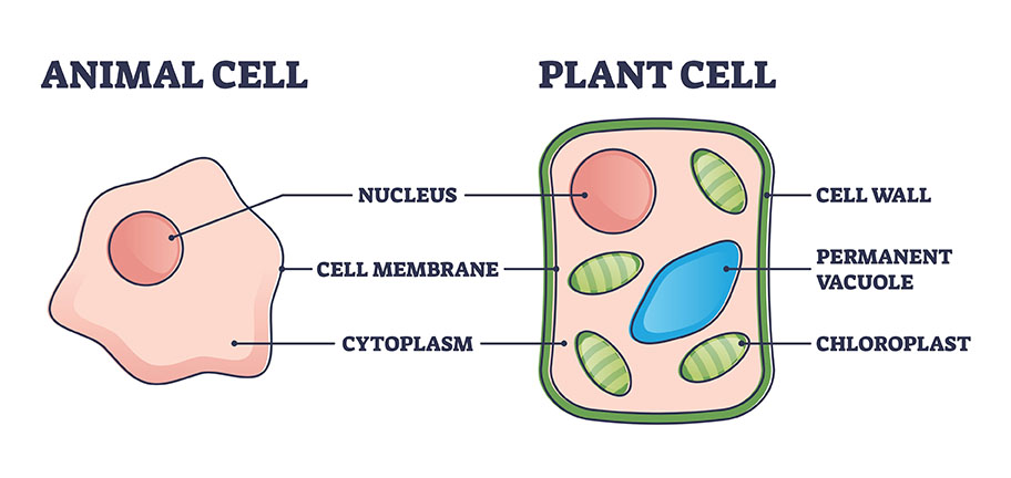 nucleus