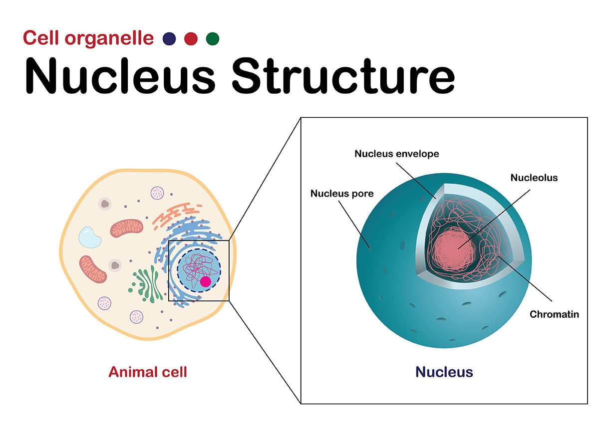 nucleus