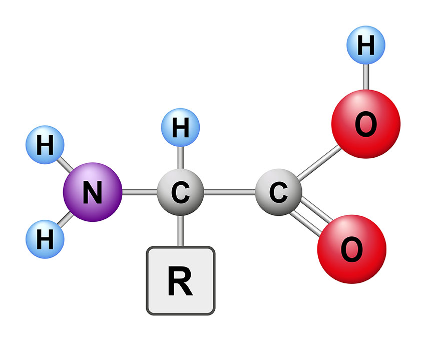 amino acids