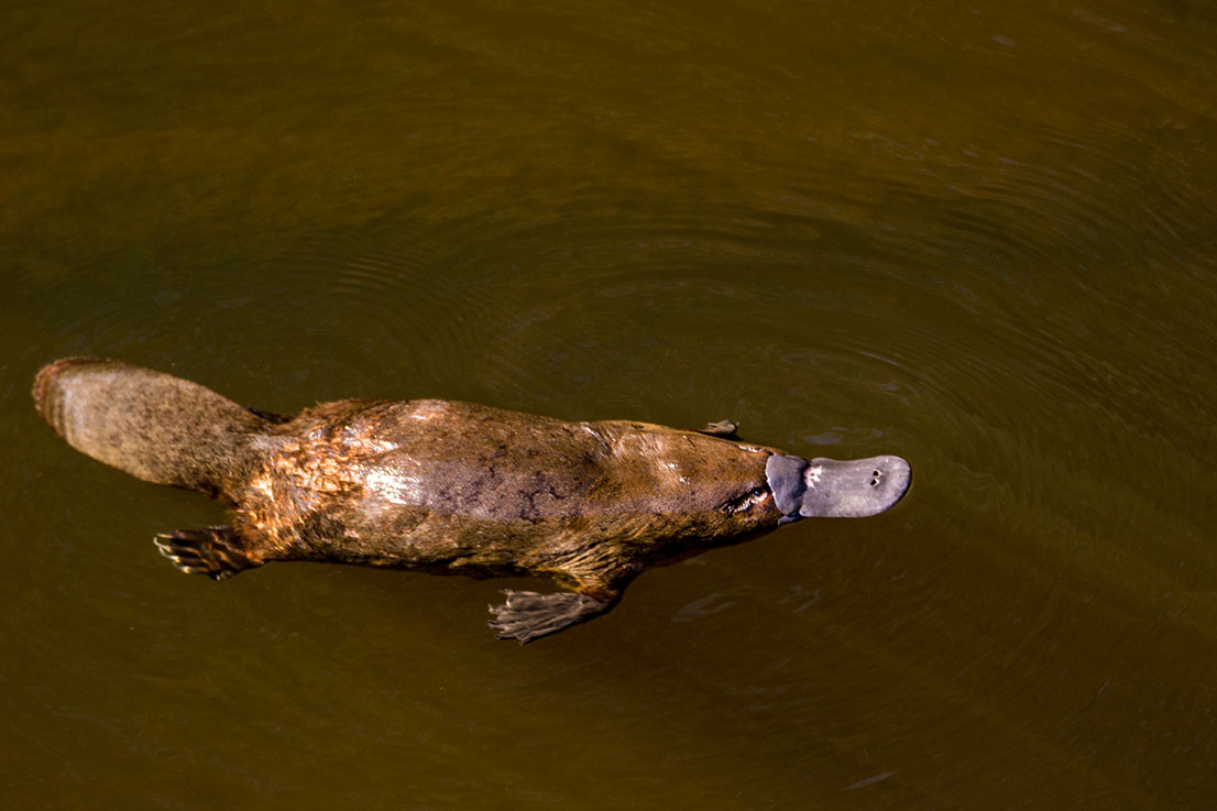 monotreme mammal