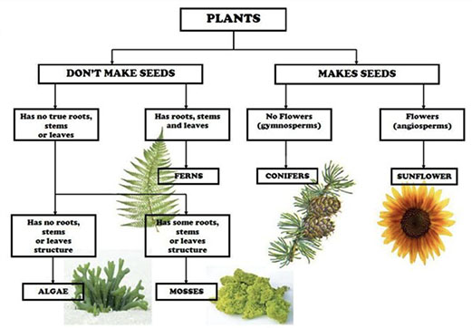 classification key