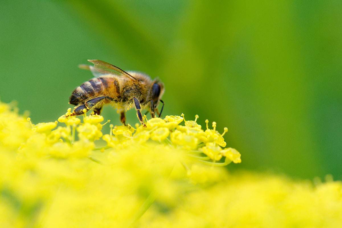 pollen