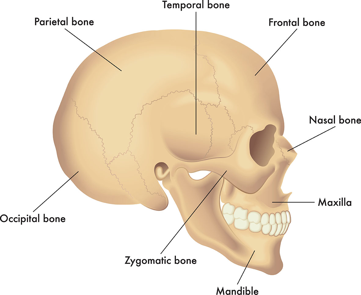 skull