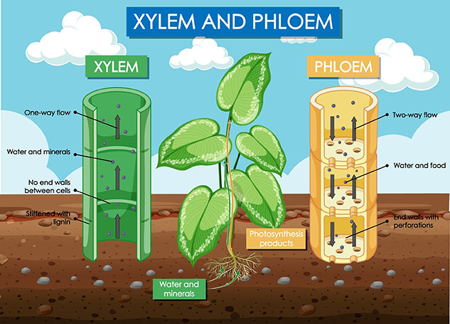 xylem