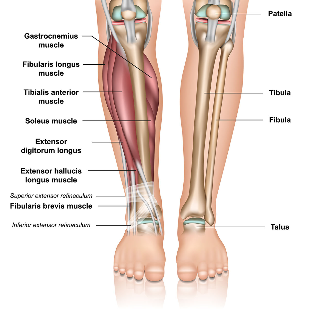 fibula