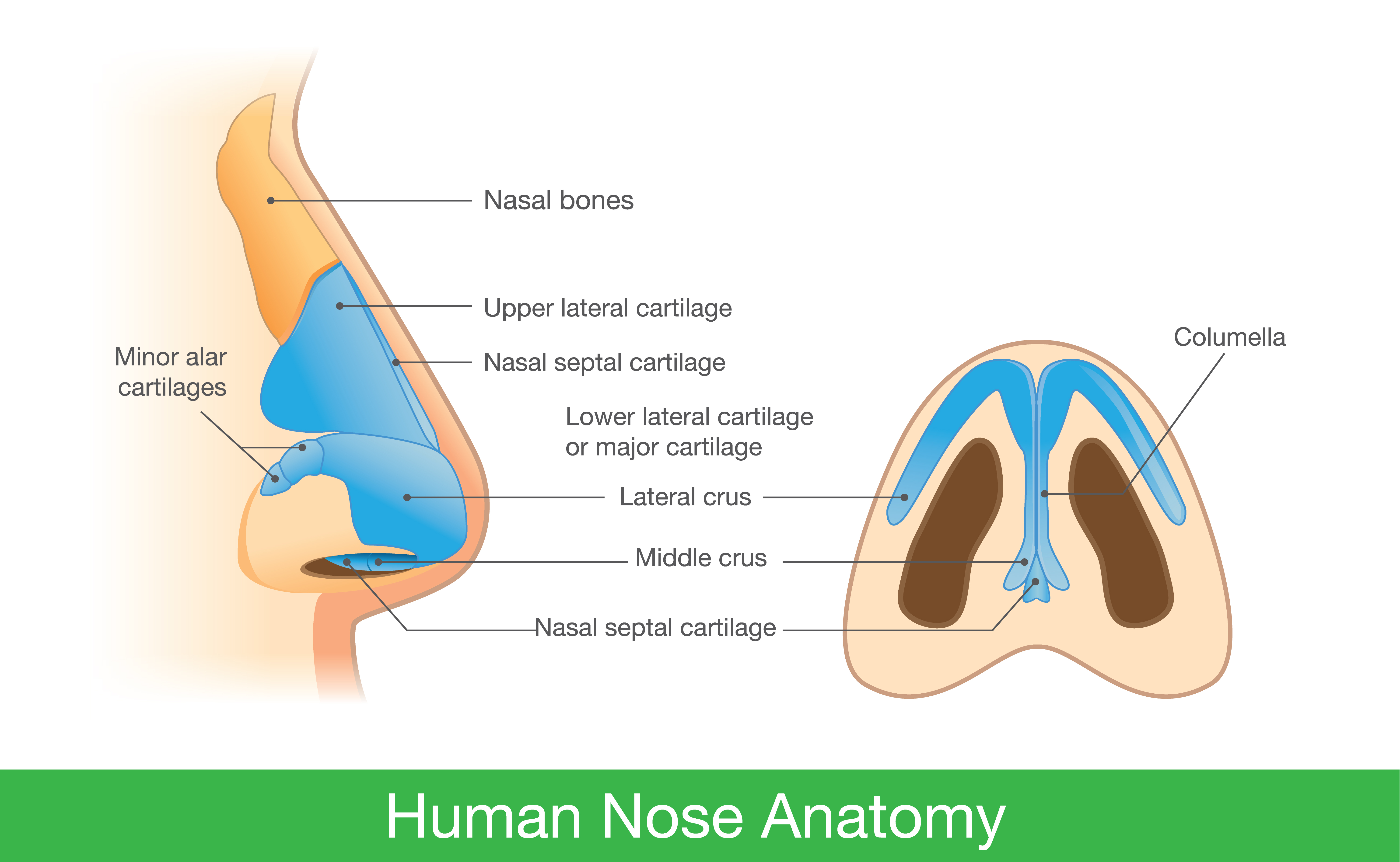 nose