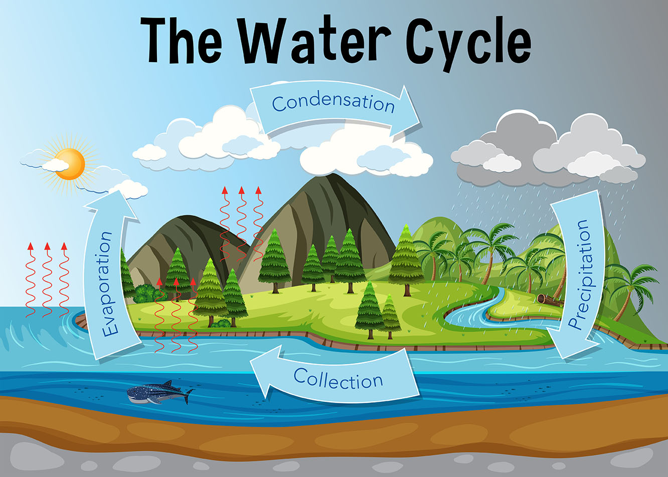 water cycle